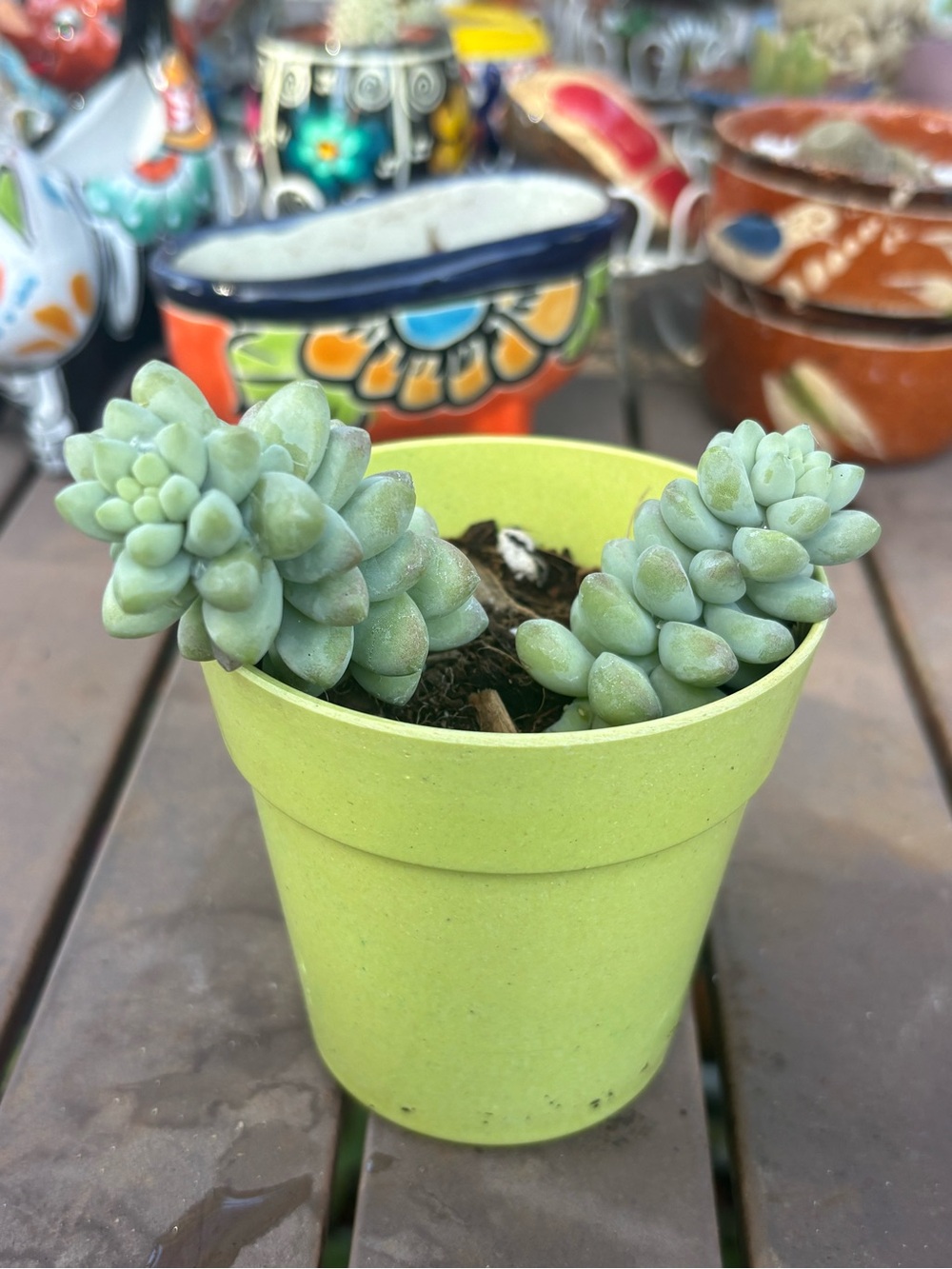 Green Succulent Planter Pot - Home Other